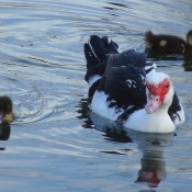 Photo de Canard de barbarie