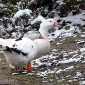 Photo de Canard