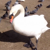 Photo de Cygne