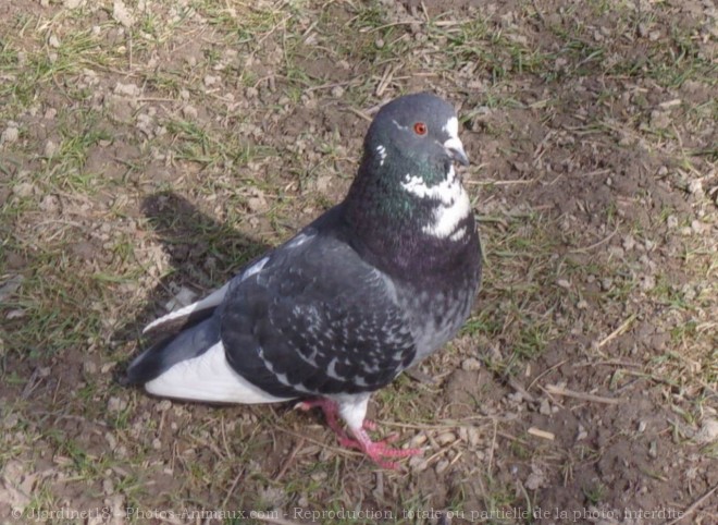 Photo de Pigeon - biset