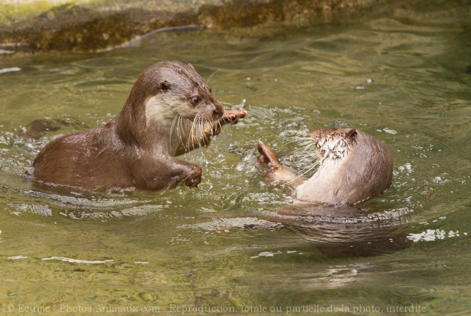 Photo de Loutre