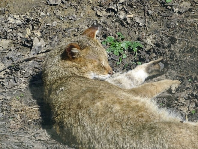 Photo de Chat des marais