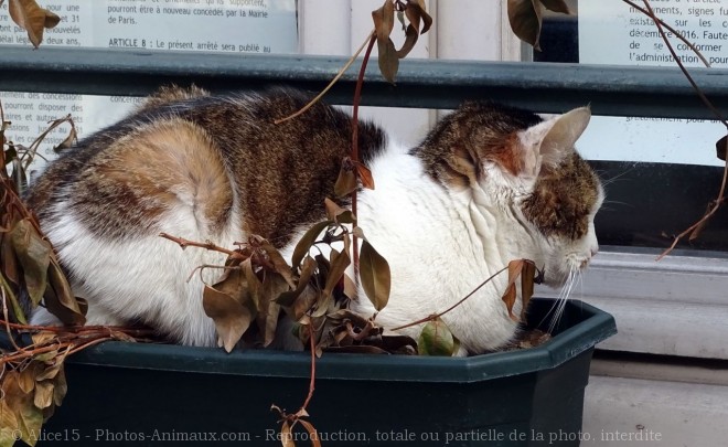 Photo de Chat domestique