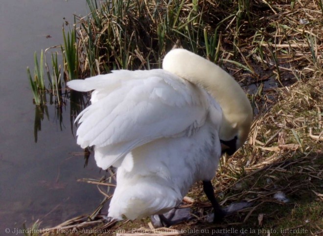 Photo de Cygne