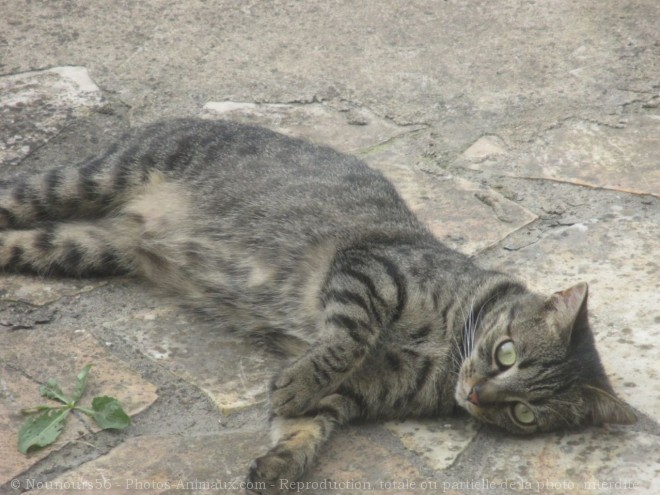 Photo de Chat domestique