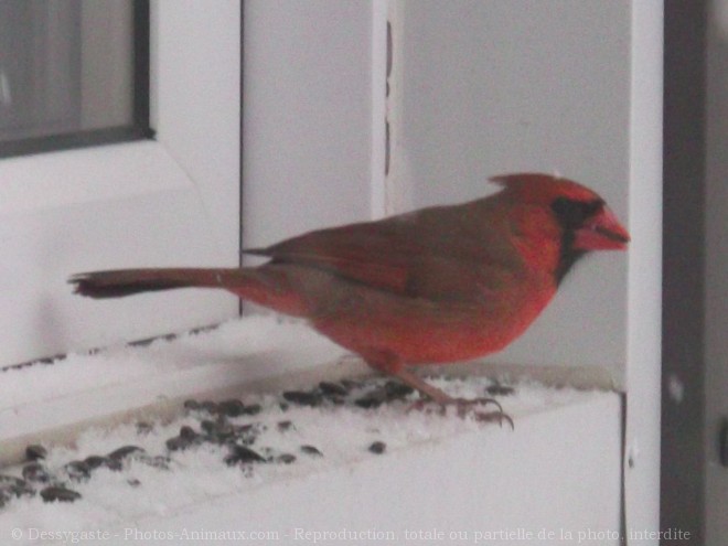 Photo de Cardinal rouge