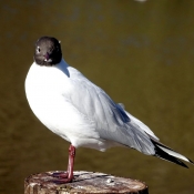 Photo de Mouette