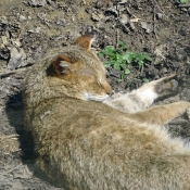 Photo de Chat des marais