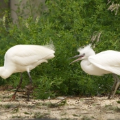 Photo d'Aigrette