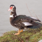 Photo de Canard de barbarie