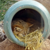 Photo de Chat des sables