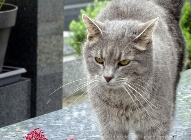 Photo de Chat domestique