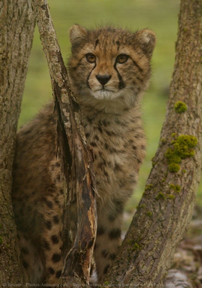 Photo de Gupard