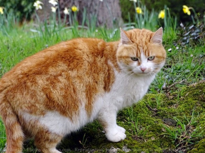 Photo de Chat domestique