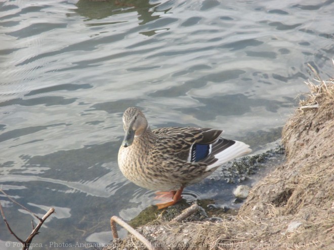 Photo de Canard