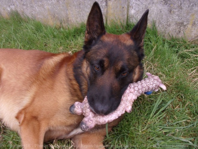 Photo de Berger belge malinois