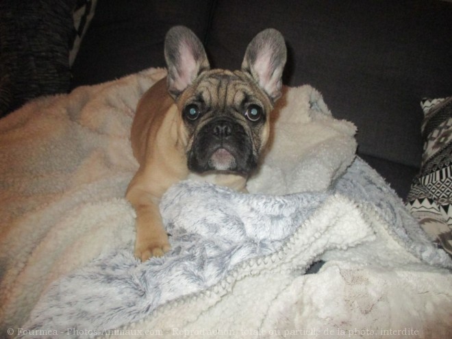 Photo de Bouledogue franais