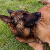 Photo de Berger belge malinois