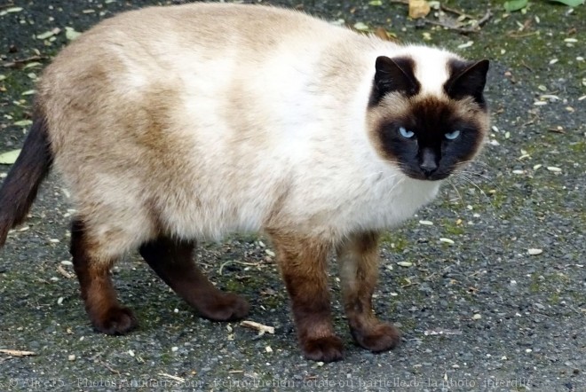 Photo de Chat domestique