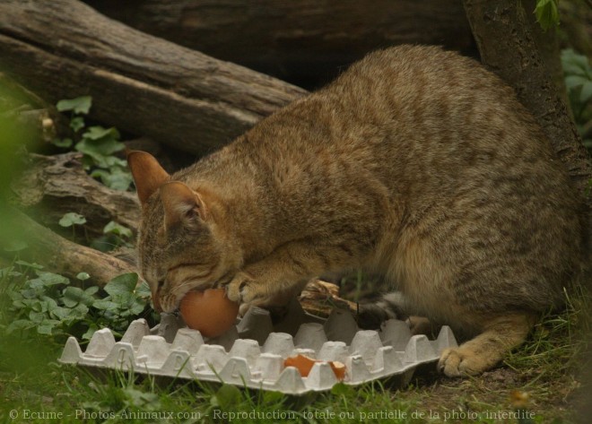 Photo de Chat de gordoni