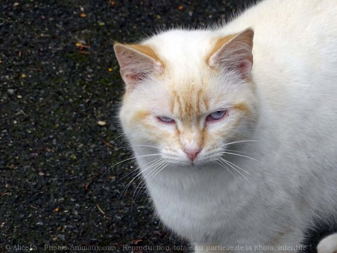 Photo de Chat domestique