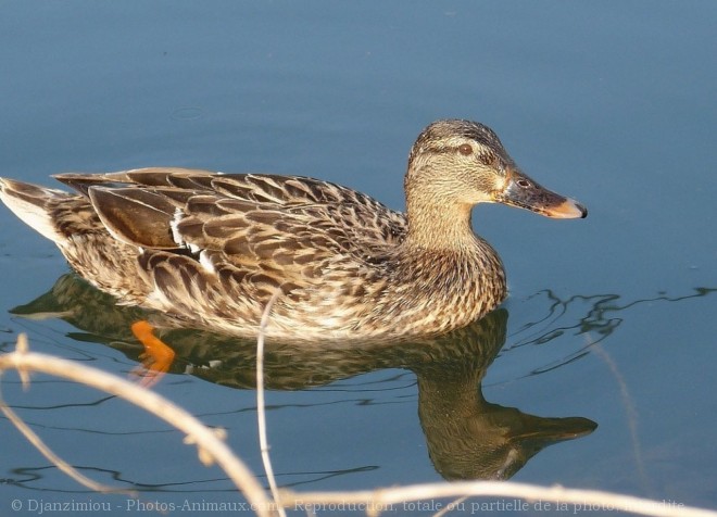 Photo de Canard colvert