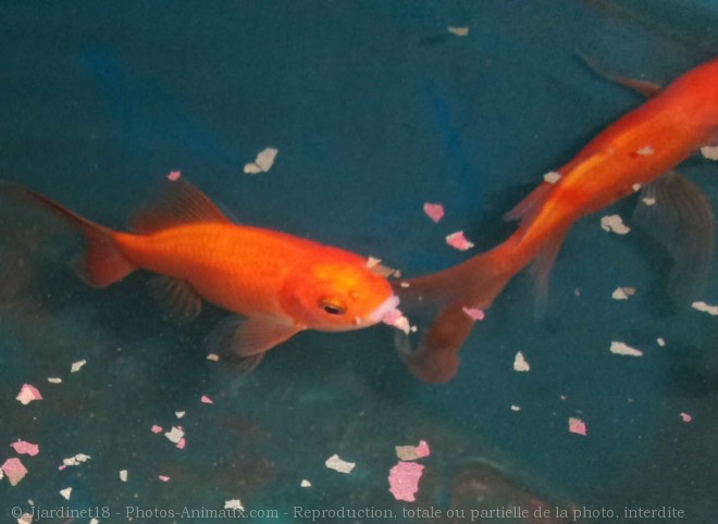 Photo de Poissons rouges