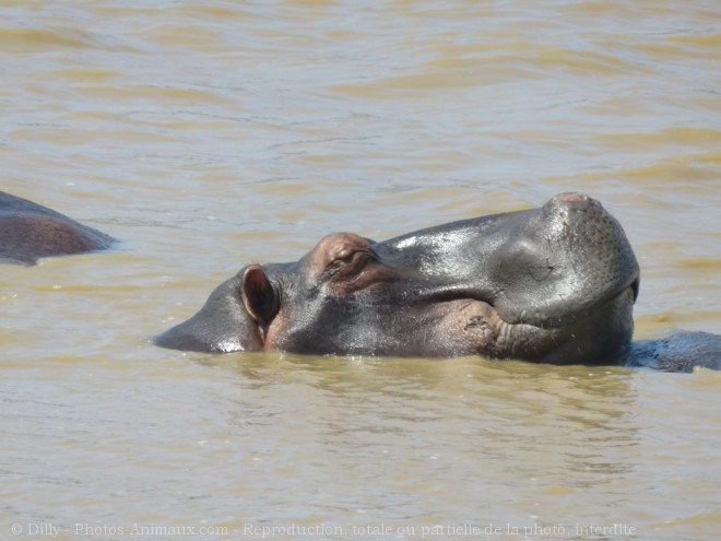 Photo de Hippopotame