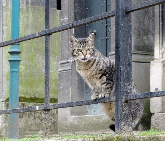 Photo de Chat domestique