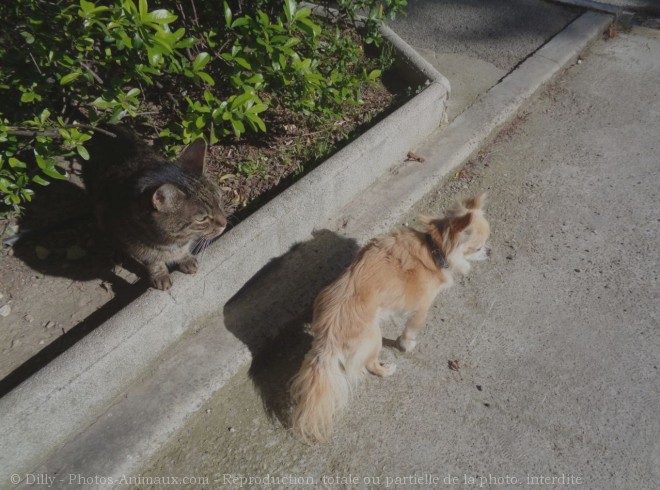 Photo de Chihuahua  poil long