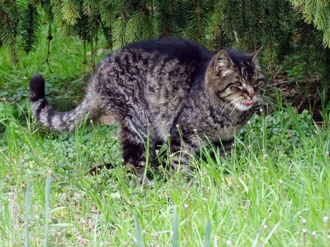 Photo de Chat domestique