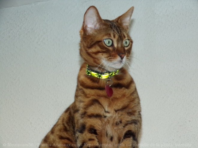 Photo de Bengal