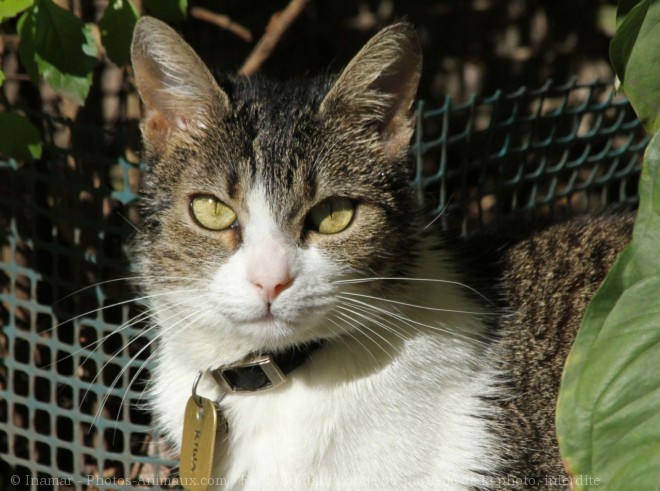 Photo de Chat domestique