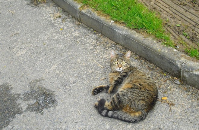 Photo de Chat domestique