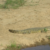 Photo de Crocodile