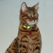 Photo de Bengal