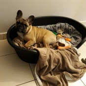 Photo de Bouledogue franais