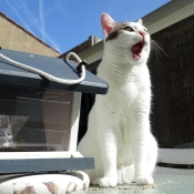 Photo de Chat domestique