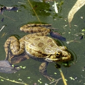 Photo de Grenouille