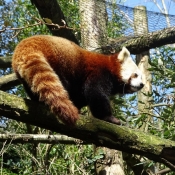 Photo de Panda roux