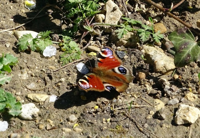 Photo de Papillon - paon du jour