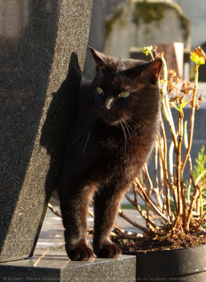 Photo de Chat domestique