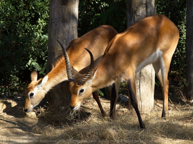 Photo de Cobe de lechwe