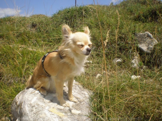 Photo de Chihuahua  poil long