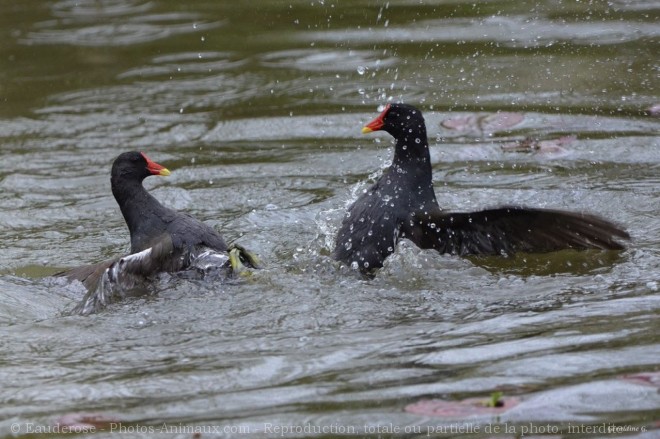 Photo de Poule d'eau