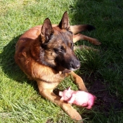 Photo de Berger belge malinois