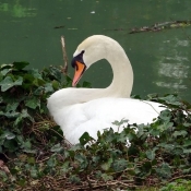 Photo de Cygne