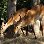 Photo de Cobe de lechwe