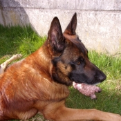 Photo de Berger belge malinois