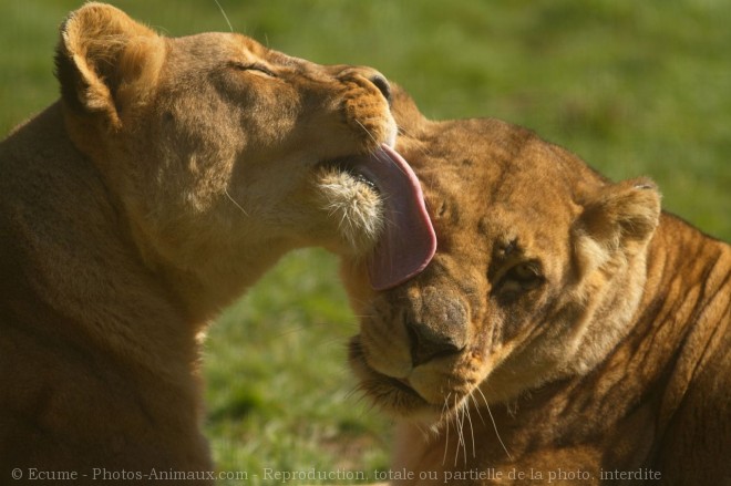 Photo de Lion